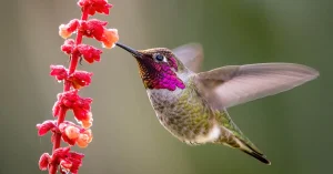 hummingbird-fast-shutter-speed-photo-featured-1536x806
