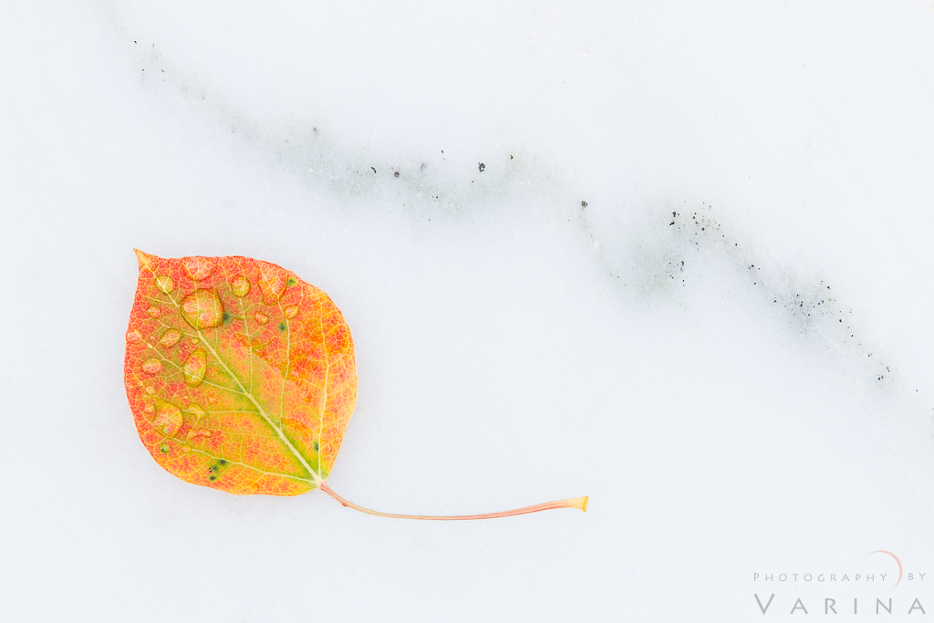 Aspen Leaf on Marble - Marble, Colorado, USA