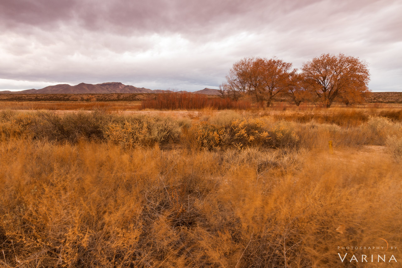 Bosque del Apache Wildlife Preserve, New Mexico Bosque del Apache Wildlife Preserve, New Mexico