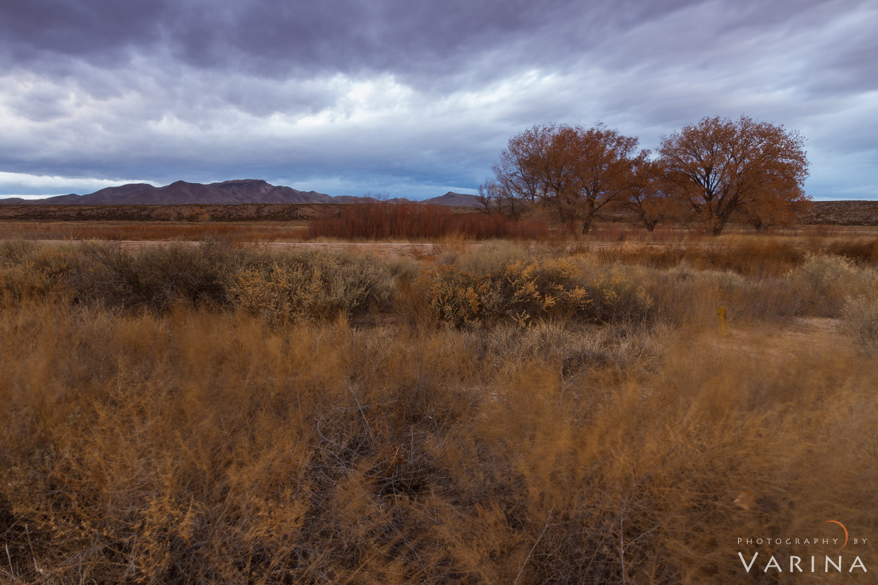Bosque del Apache Wildlife Preserve, New Mexico Bosque del Apache Wildlife Preserve, New Mexico