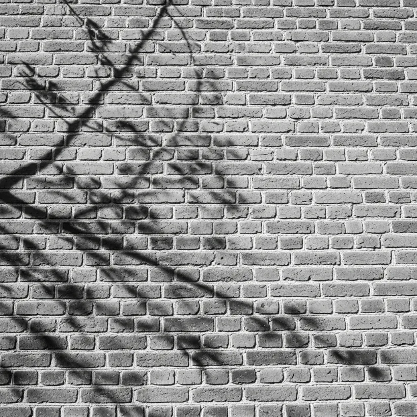 سایه یه شاخه درخت روی دیوار